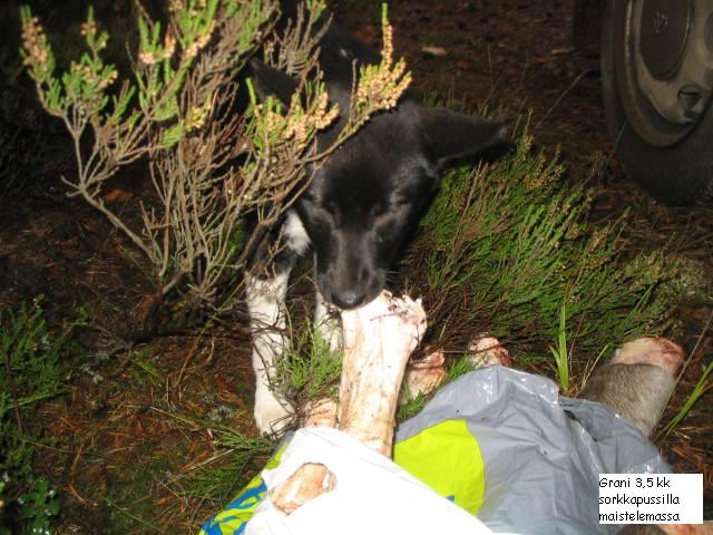 35kk20Grani20sorkkiapussilla20189 8935