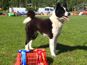 Aisa Juva7.20214 P7063127