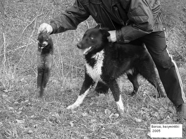 Barsas20kesyminkki20OhoKokieDantys