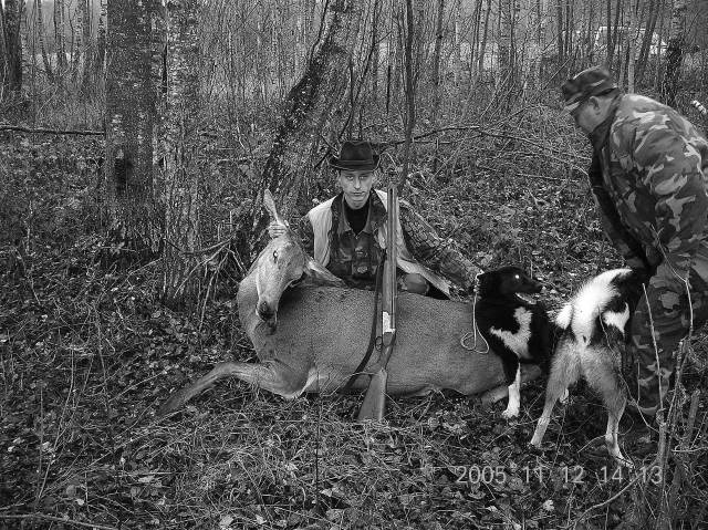 Barsas20saksanhirvi20BarsasPyksta