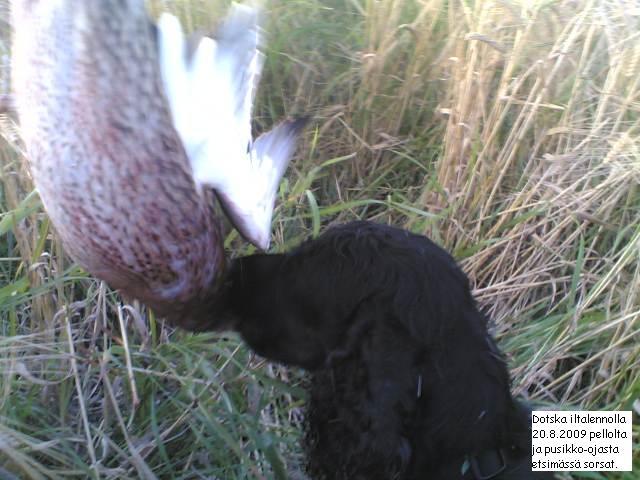 D20sorsajahti2020082009006