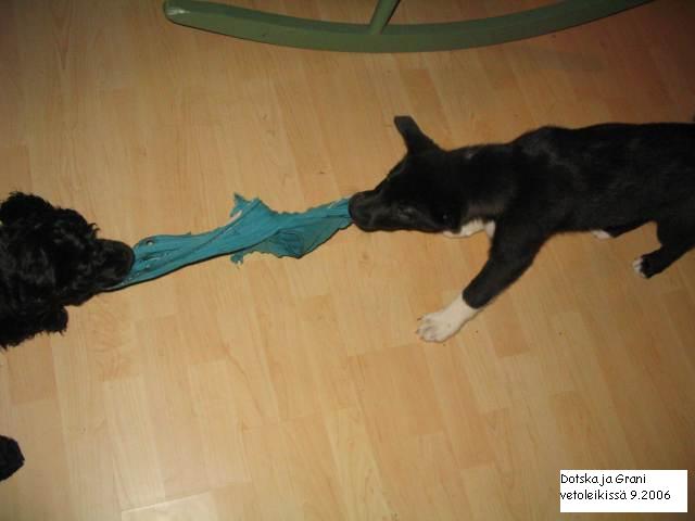 DG20vetoleikki209 200620189 8909