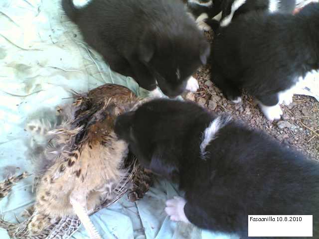 Fasaani207 8 20102008082010