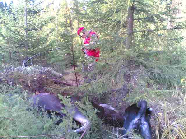 Gn201hirvi20seisontaan2010102010