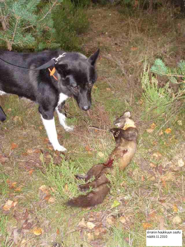 Grani20näätä2011 201020PA030043