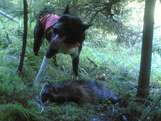 Grani20supihaukku2011092009001