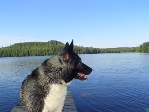 Grani rannalla7.2014 pää P7090022