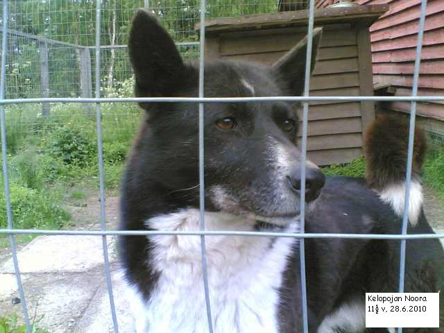 KelopojanNoora28062010002