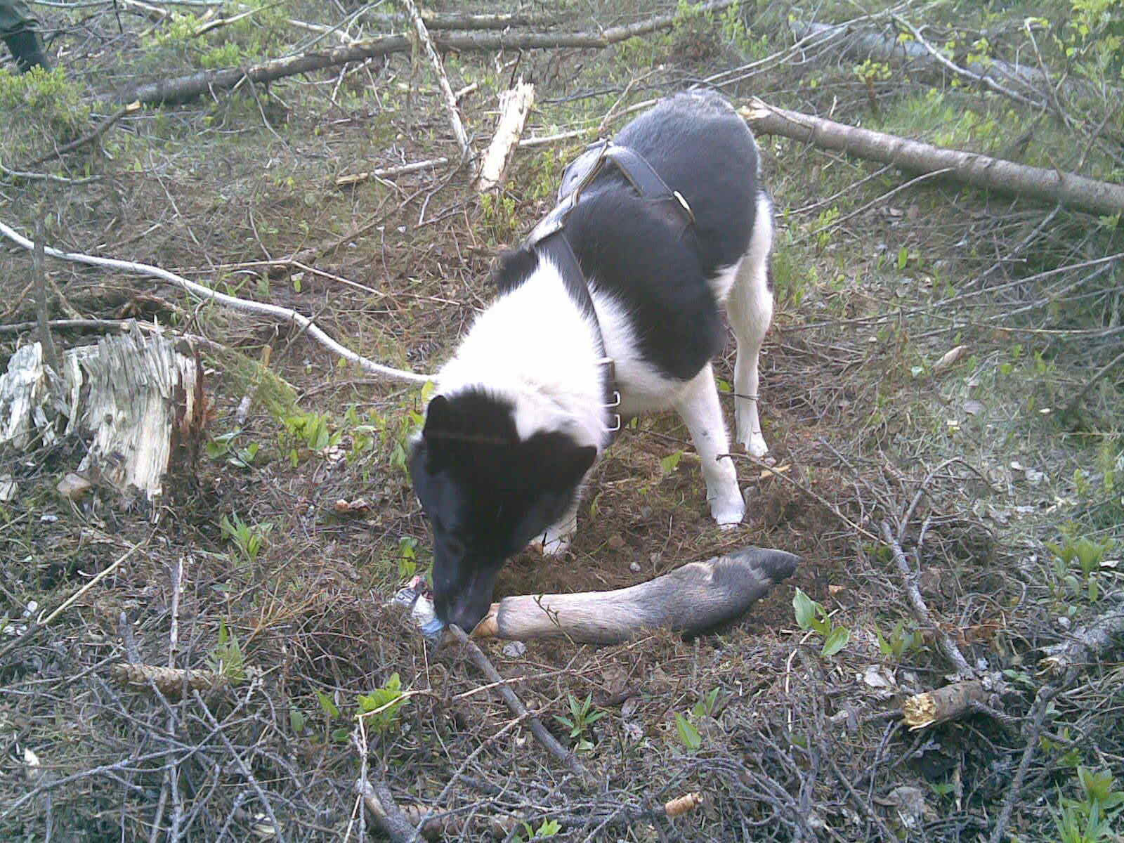 Mejätreeni2026052011 002 