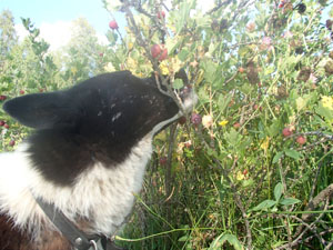 Obra syö karviaisia 8.2014P8070240