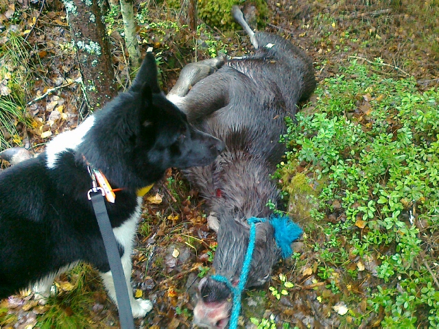 Opan20hirvivasa2006102012