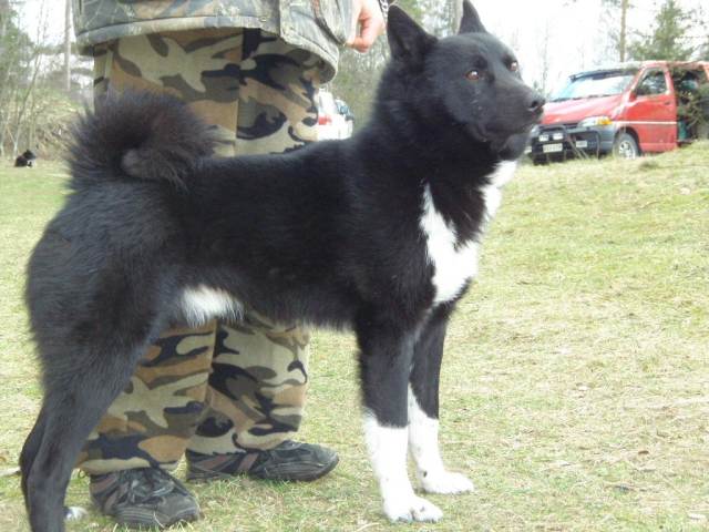 P419011420VE UROS Barsas pää4 2008mes