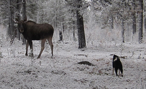 Tera ja hirvi2