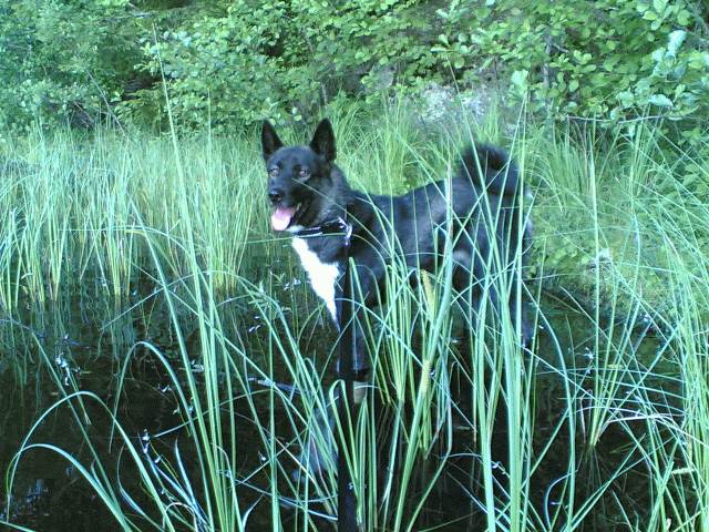 VELN20Grani20kaislikossa2017072009033