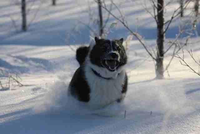 Vellu20kahlaa20lumessa20IMG 1619