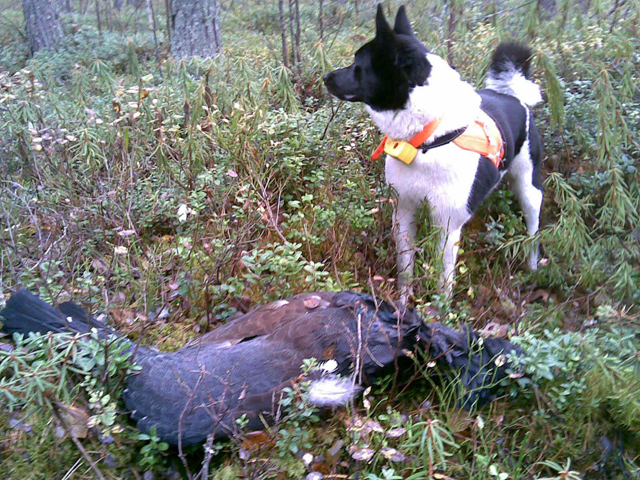 Viirun20metso2007102012