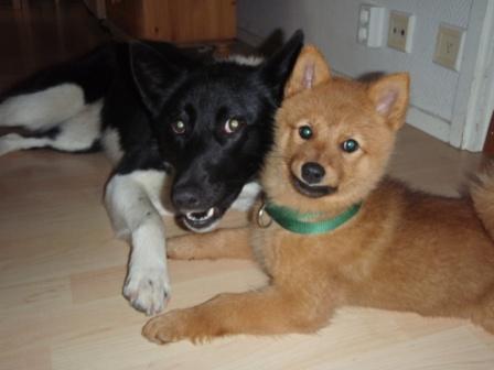 Zirppa Obra20PA081443