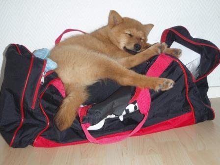 Zirppa20makaa20kassissa20PA231515