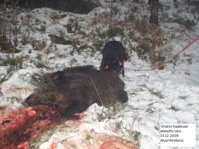 haukutun20sikasaparon20repiminenPC130159