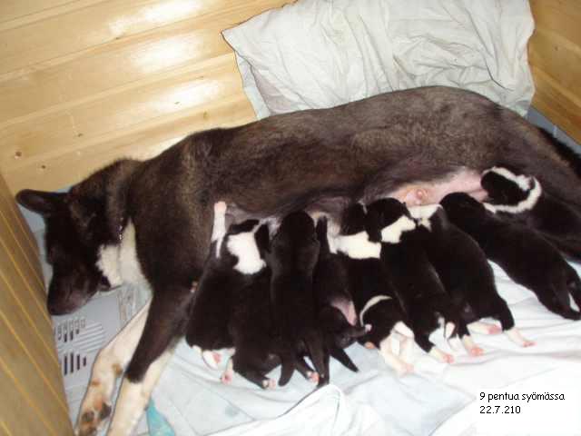 9pentua20syomassa20P7200196