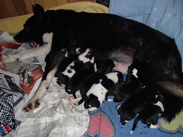 Granin pennutus 11.2014 PB240059