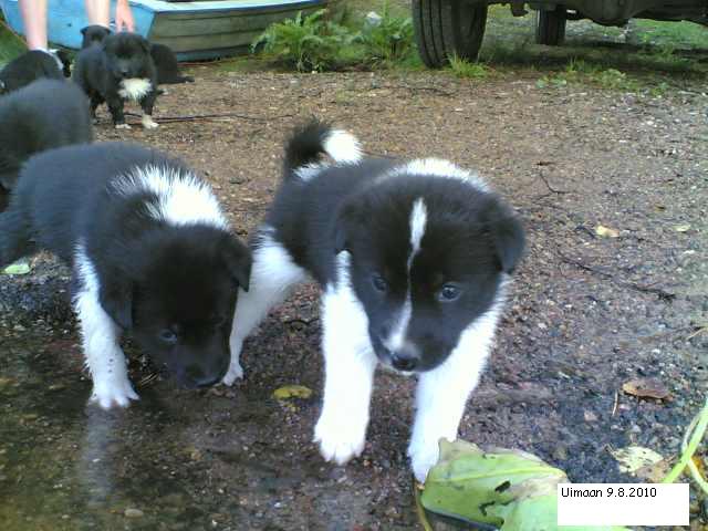 uimaan  2009082010007